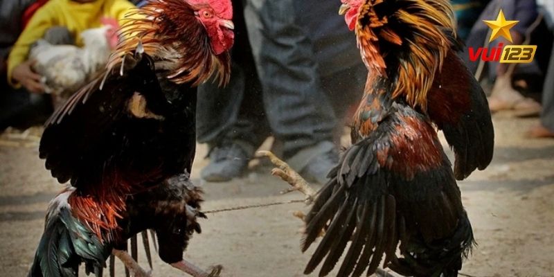 Bật mí luật đá gà ngũ sắc