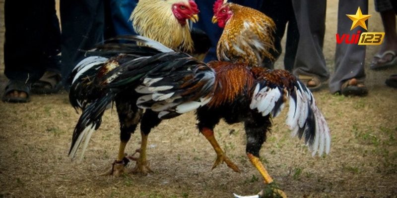 Gà ngũ sắc Vui123