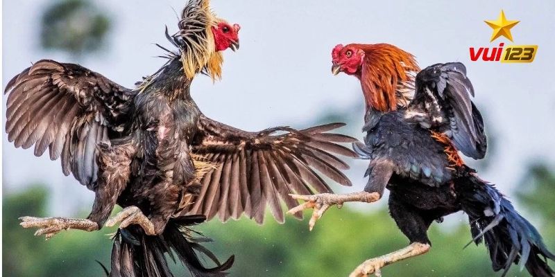 Giới thiệu về dòng gà ngũ sắc Vui123